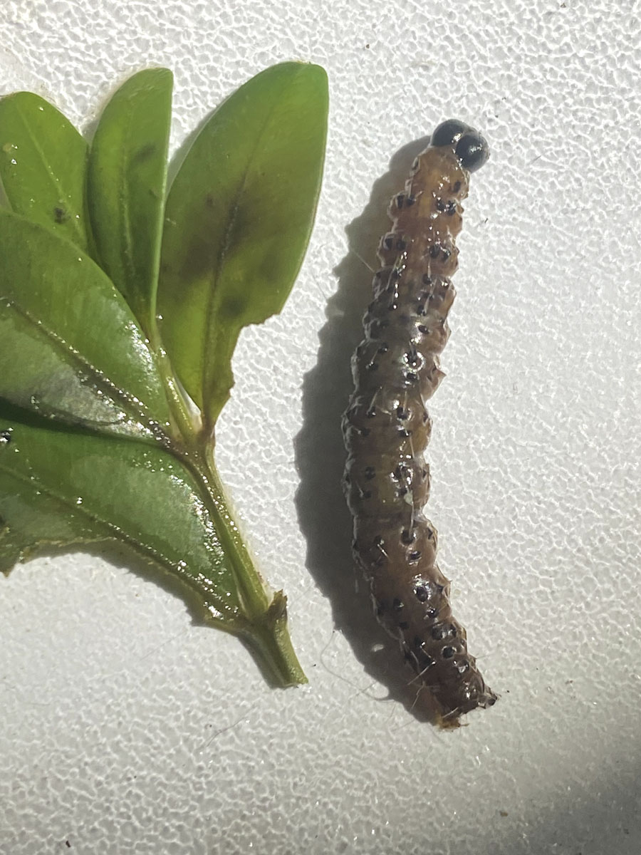 Buchsbaumzünsler-Raupe nach 3 Tagen Buchsbaumzünsler-Raupe nach 3 Tagen