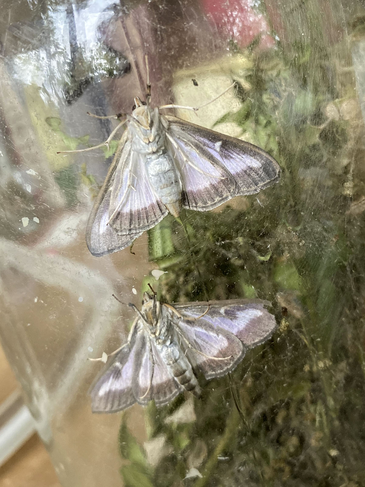 Buchsbaumzünsler-Falter Buchsbaumzünsler-Falter