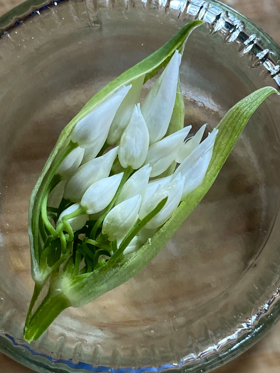 Blüte des Bärlauch Blüte des Bärlauch